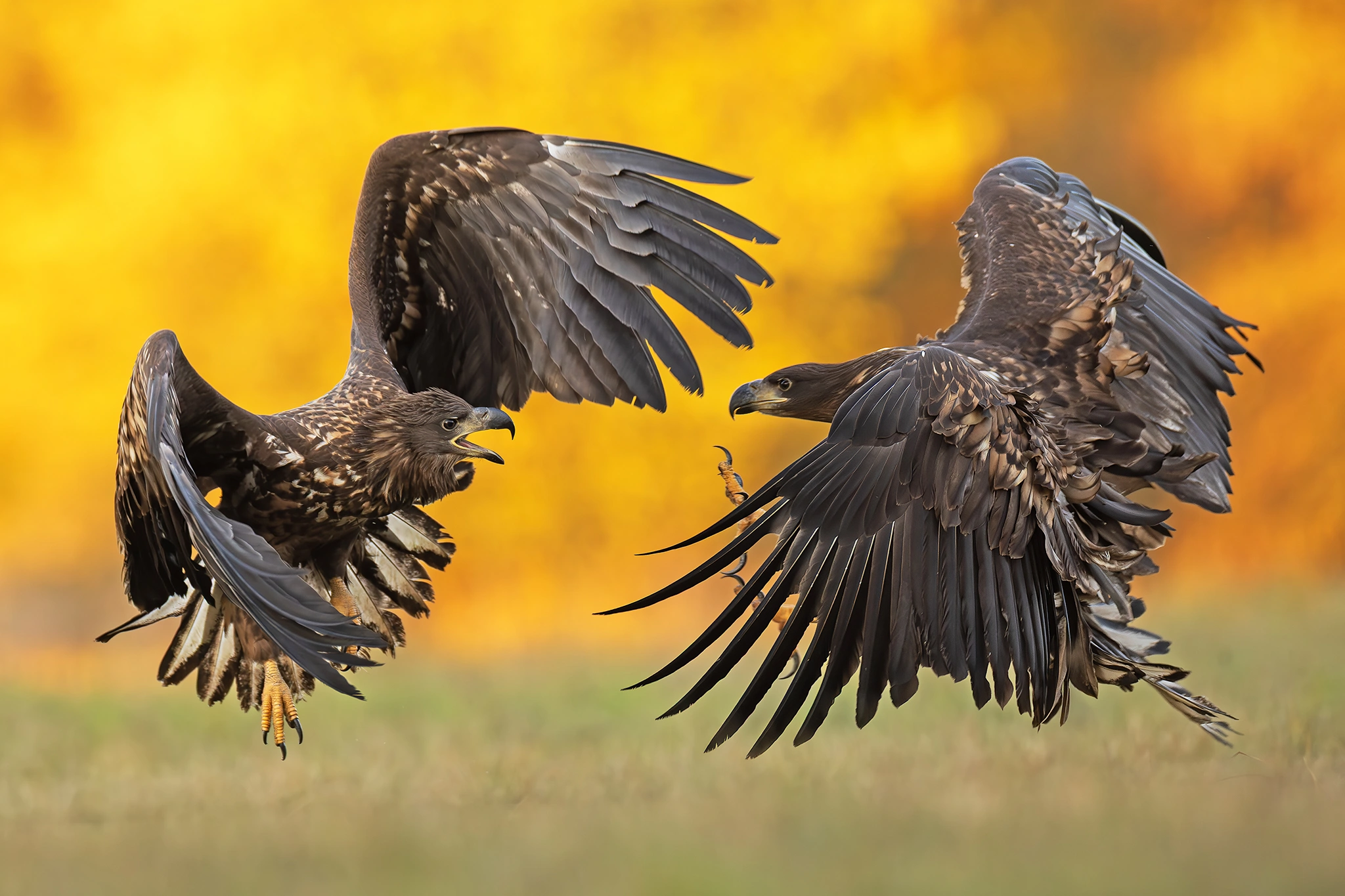 White-tailed Eagle Expedition gallery image 13